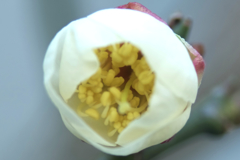目玉おやじの中身？