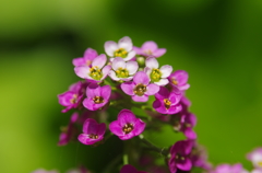浮かぶ花