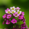 浮かぶ花