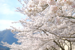 サクラ、背景に桜