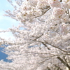 サクラ、背景に桜