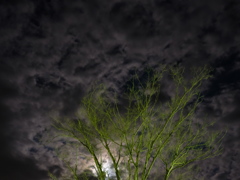 月雲灯樹