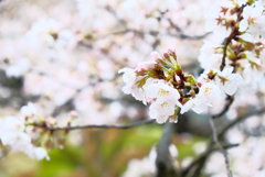 別れの開花