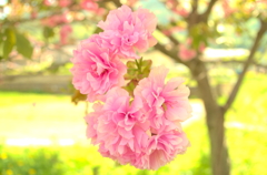 八重桜