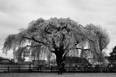 300-year-old cherry tree and .....