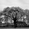 300-year-old cherry tree and .....