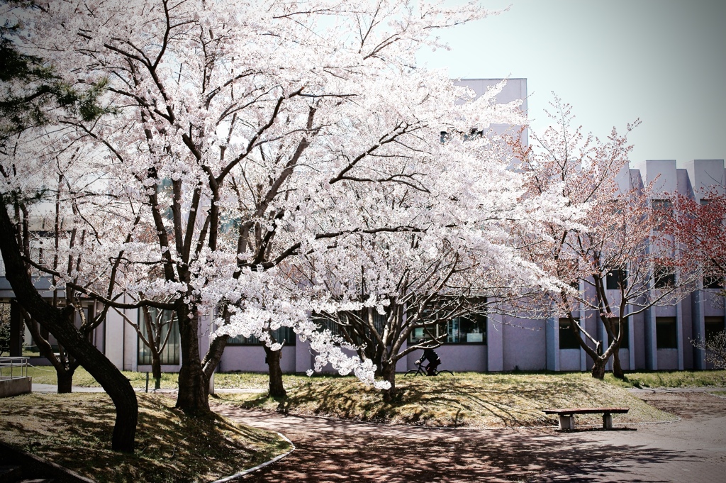 Cherry Blossoms