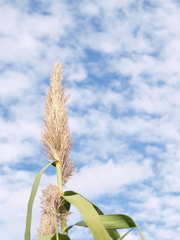 秋空