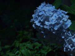 雨上りの紫陽花（街灯下にて）