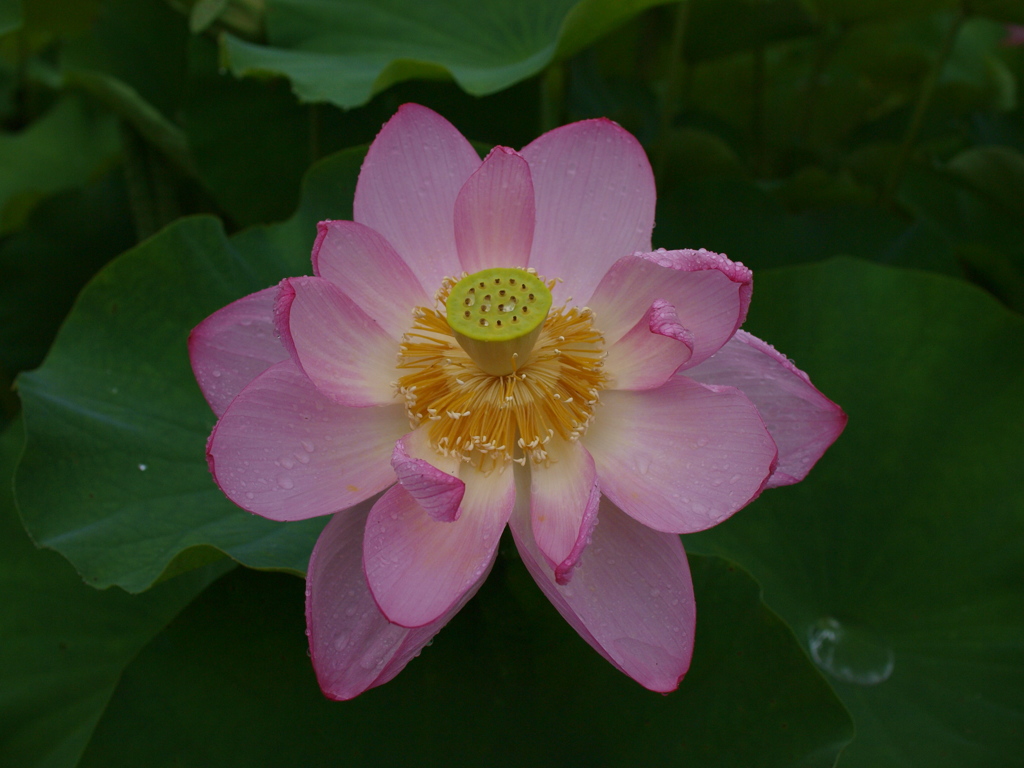 府中公園の蓮(その2)