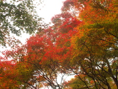 尾関山の紅葉(その2)