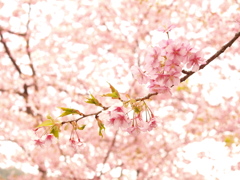 河津桜