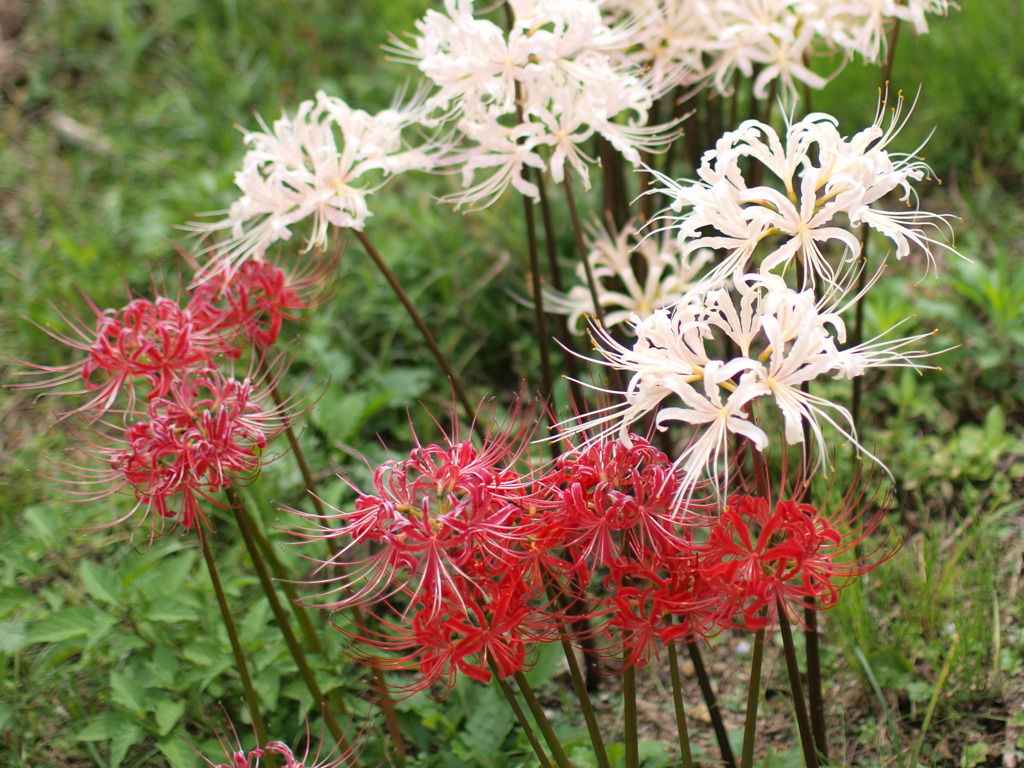 彼岸花(紅白)
