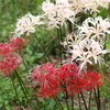 彼岸花(紅白)