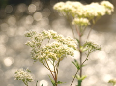 野の花