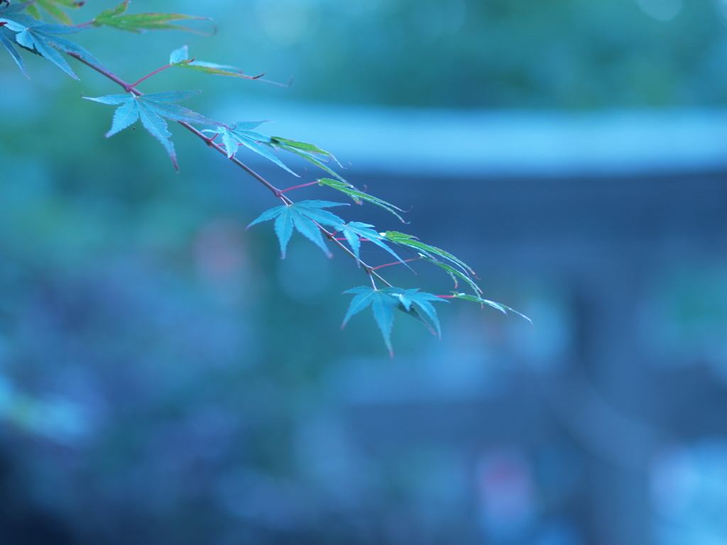 青紅葉