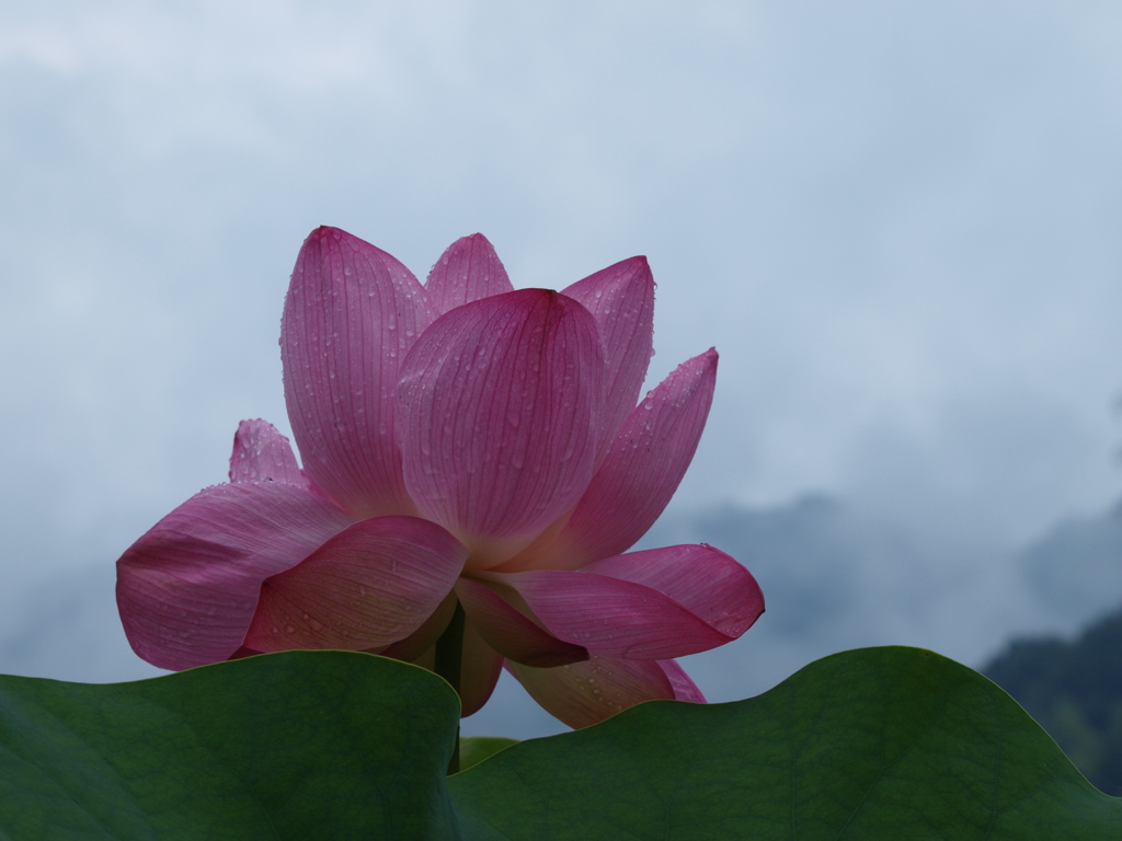 雨上がりの蓮(その2)