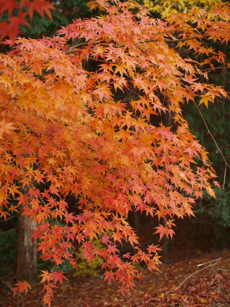 野呂山の紅葉(その2)