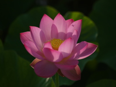 lotus