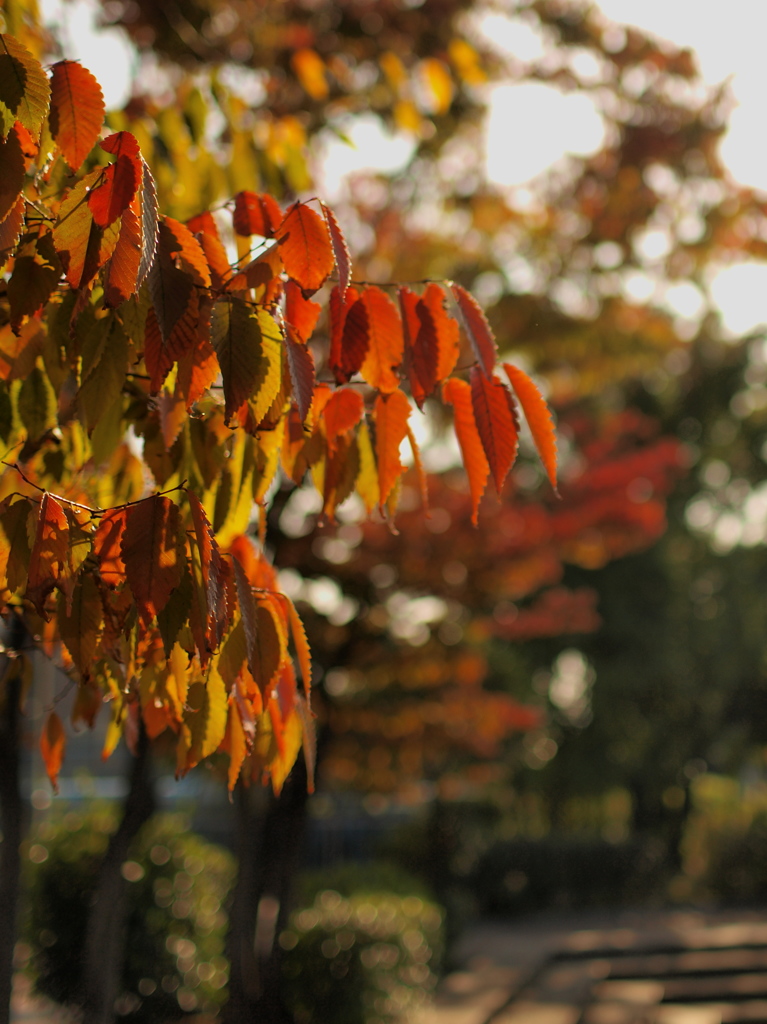 市街地の紅葉