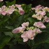 紫陽花