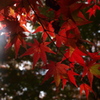 鳳源寺の紅葉