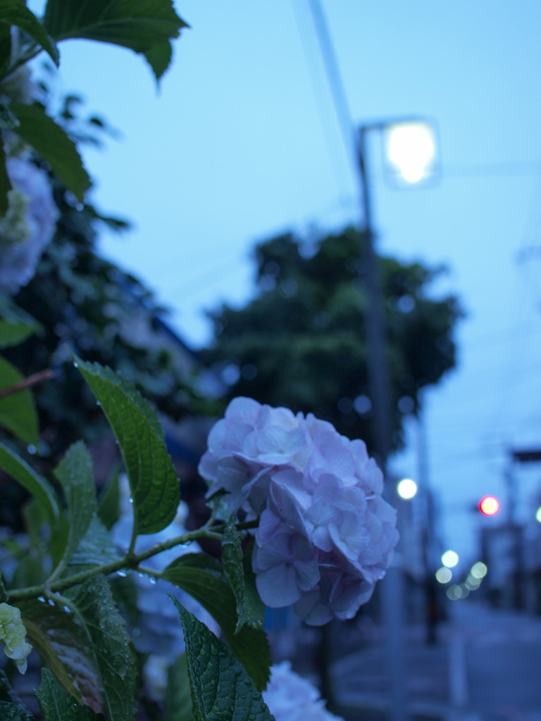 雨上りの紫陽花