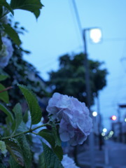 雨上りの紫陽花