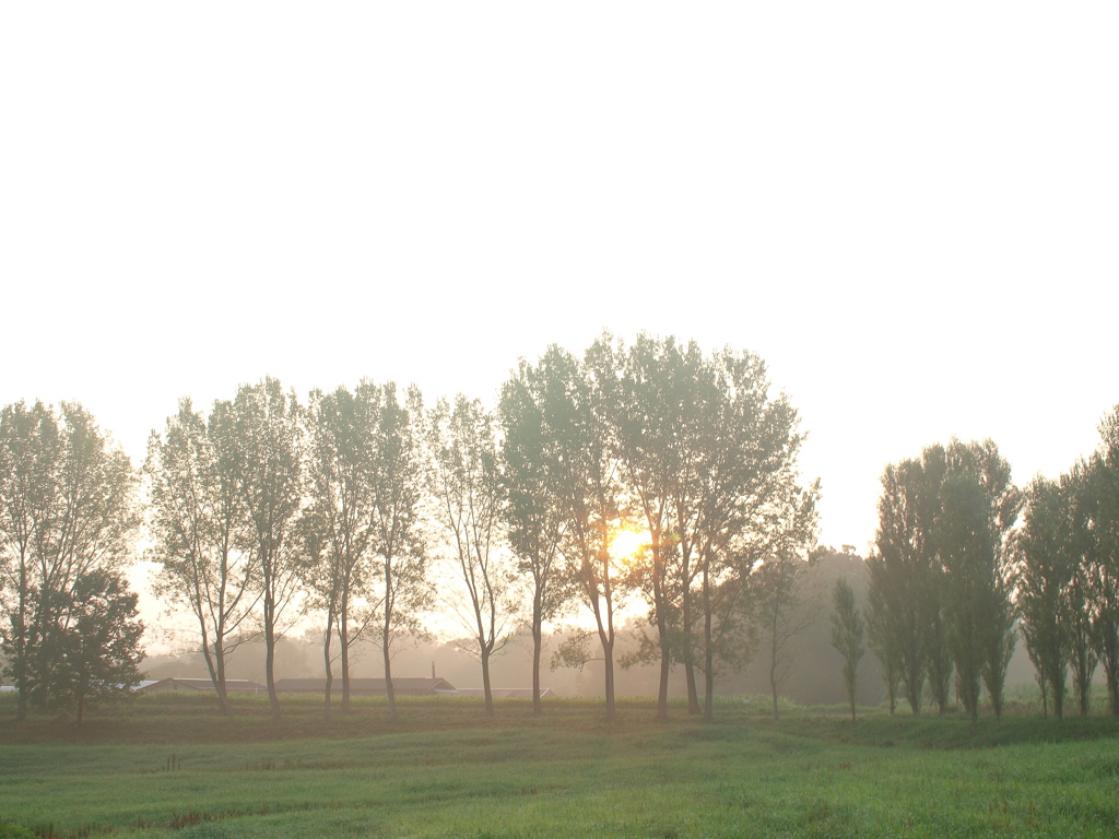 ポプラ並木の夜明