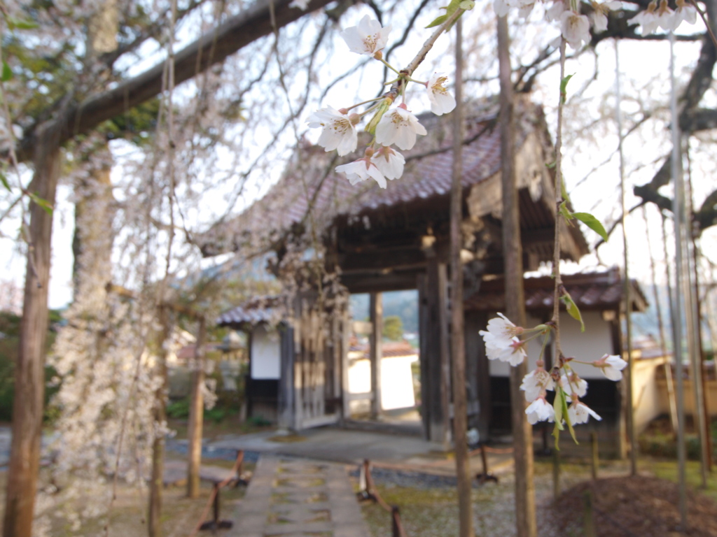圓立寺枝垂桜