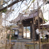 圓立寺枝垂桜