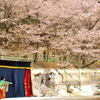 満開の下、神楽舞う