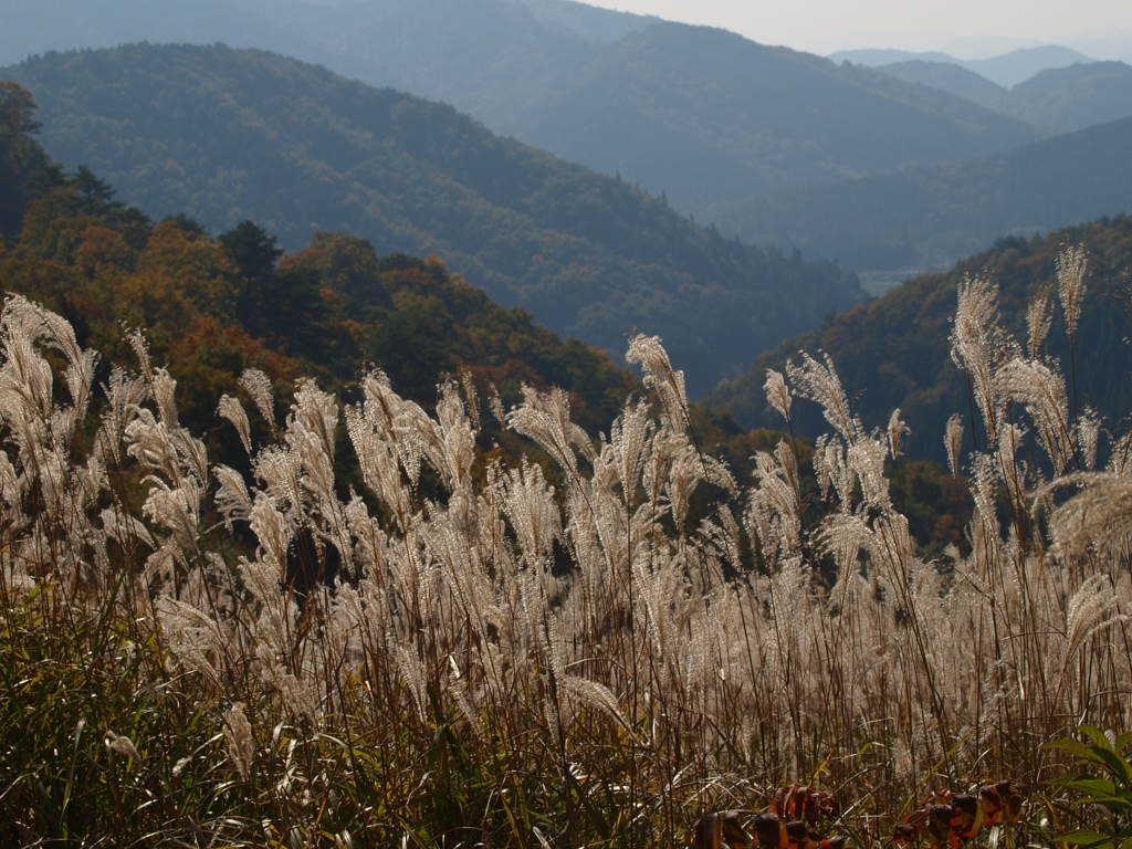 道後山秋景