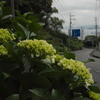 紫陽花坂