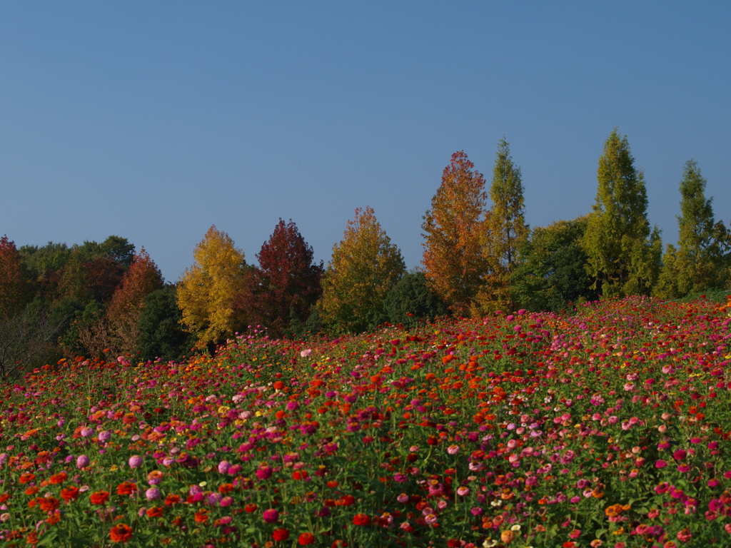 花と樹と空と