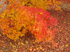 野呂山の紅葉(その6)