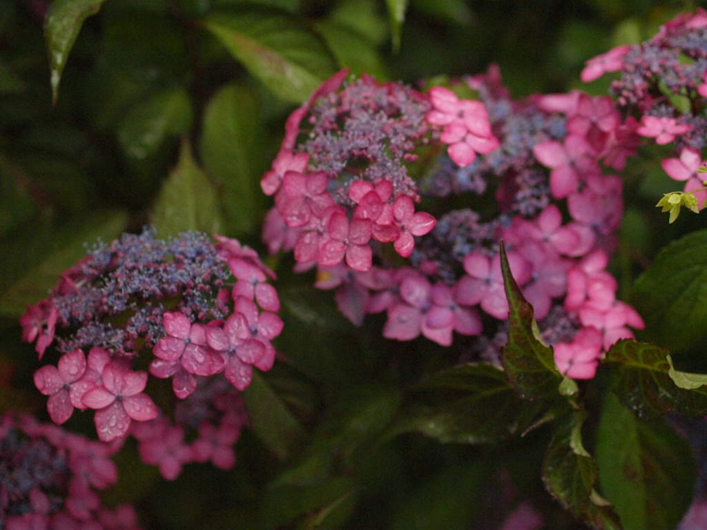 紫陽花