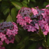 紫陽花