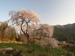 中原の枝垂桜