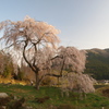 中原の枝垂桜