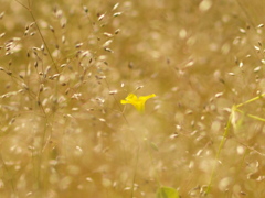 波濤に咲く花