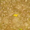 波濤に咲く花