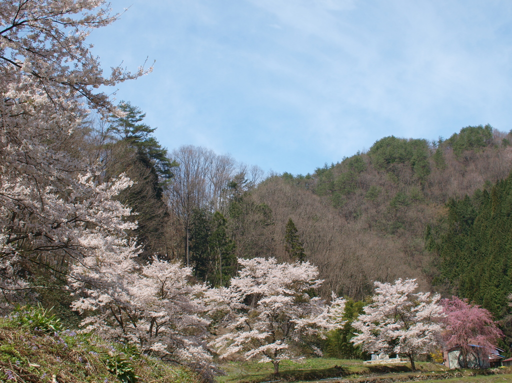 桜花爛漫