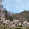 桜花爛漫