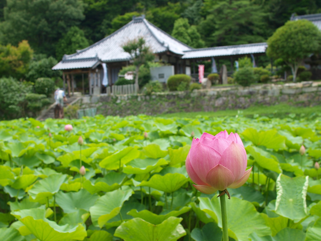 棲真寺の蓮