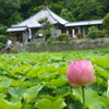 棲真寺の蓮
