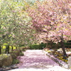 桜の小道(その2)