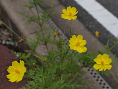 黄色秋桜(その2)