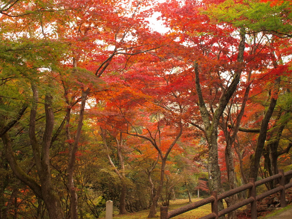 尾関山公園の紅葉