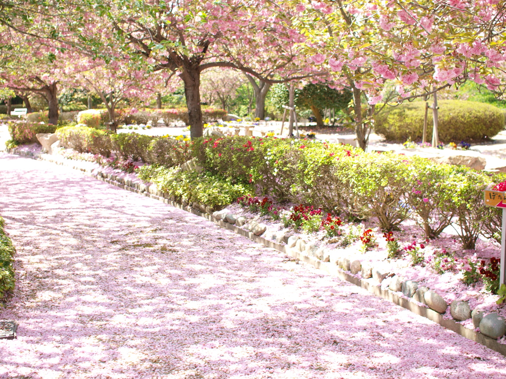 桜の小道